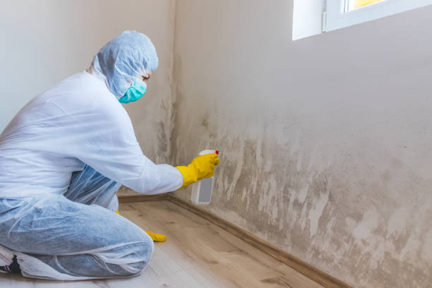 Licensed Attic Mold Removal service in Erwin, TN - WQB Mold Removal