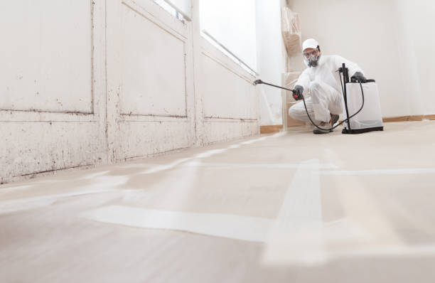 Trusted Attic Mold Removal service in Erwin, TN - WQB Mold Removal
