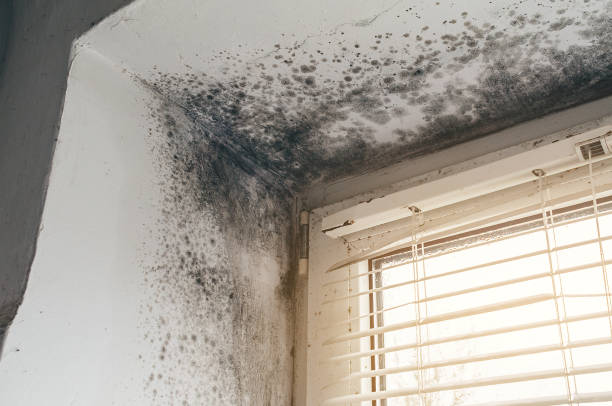 Affordable Attic Mold Removal solutions in Erwin, TN