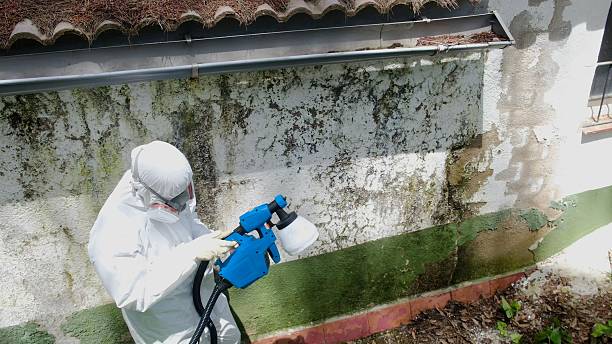 Top rated local Attic Mold Removal specialists in Erwin, TN